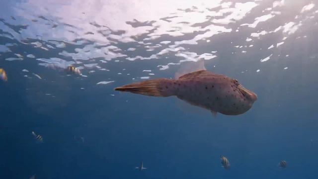 Manatees, Eagle Rays, and more today at the Blue Heron Bridge. смотреть онлайн