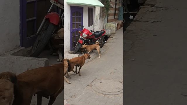 street dogs fight . very dangerous fight 🐕 💪 смотреть онлайн