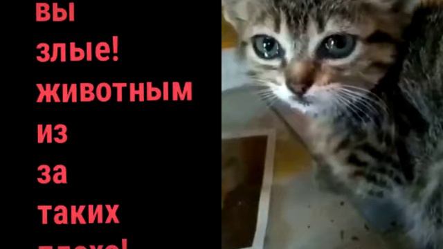 Смотрите какие же люди бывают гопниками!!! Иза них этот котенок лишился МАМЫ!!! смотреть онлайн