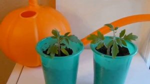 ✅ Как растет рассада томата сорта Буян (Боец)