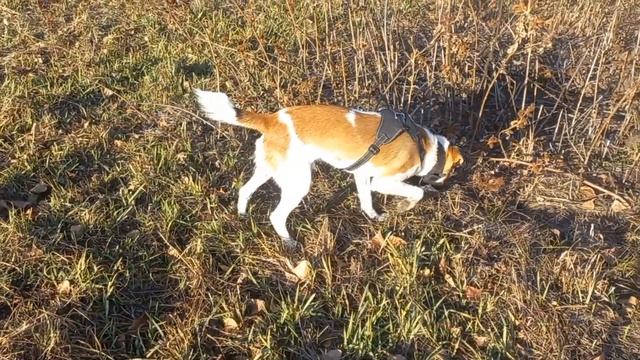 Приехали за Грибами..Боник, в поисках какой либо Живности..Поездка№11 смотреть онлайн