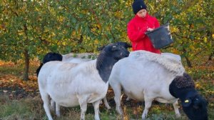 Овцы породы Дорпер Черноголовый у нас на ферме "Георгиевский Дорпер "