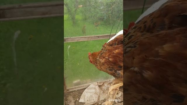 Продаются кучинские петухи 4,5 мес. 4 шт смотреть онлайн