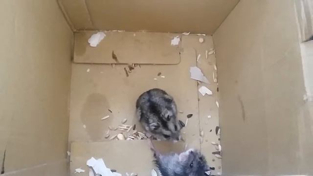 Наши Маленькие Хомячки растут #10 (Юбилейный выпуск)