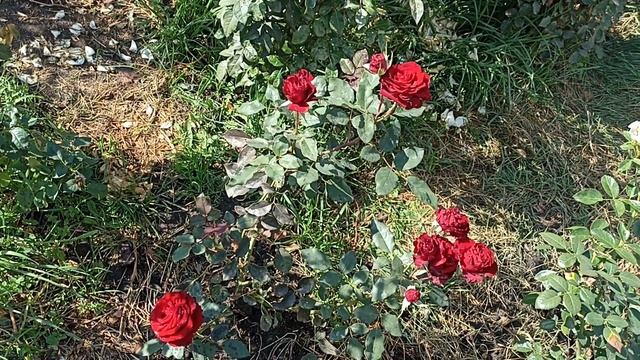 Роза Хартц. Цветы после первых заморозков смотреть онлайн