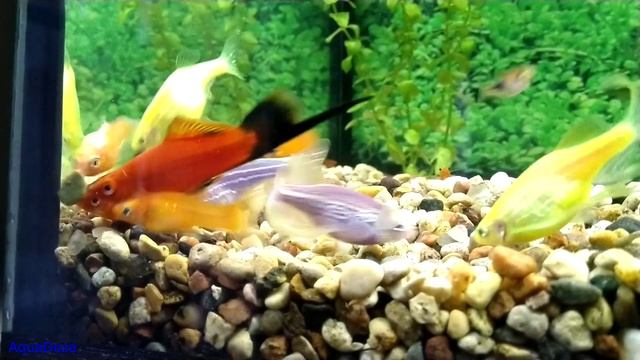 Аквариумная рыбка меченосец, меченосцы, содержание, разведение, выращивание мальков.