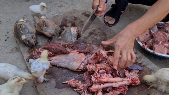 Алгыр в гостях у Ата питание Туркменского Волкодава! смотреть онлайн