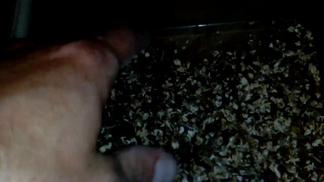 Мучной червь . смотреть онлайн