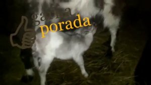 Сколько раз в день кормить козлят (как часто)