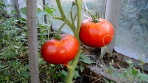 Сорт- "ЧУДО САДА", Томаты от Фёдора.