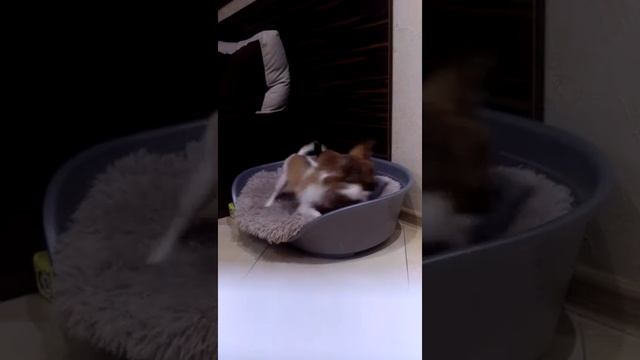 Щенки чихуахуа. Длинношерстные. Стандарт. смотреть онлайн