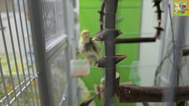 Funny Parrotszotti 432. Life Of Cockatiels And Budgies. Жизнь корелл и волнистых попугаев