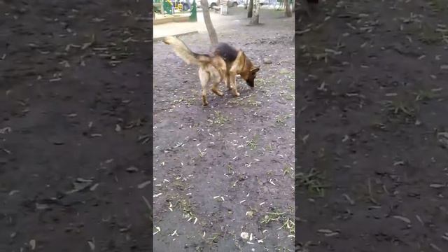 Собачка смотреть онлайн