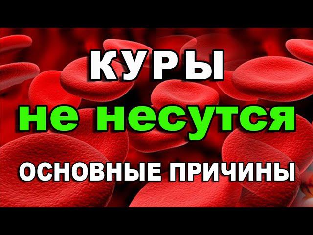 ЛУЧШИЕ СОВЕТЫ, КАК ПОВЫСИТЬ ЯЙЦЕНОСКОСТЬ. смотреть онлайн