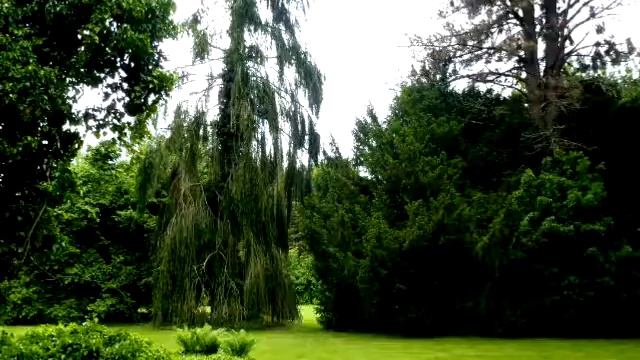 Венгрия, Страна Больших Деревьев смотреть онлайн