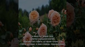 Роза Барок