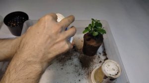 Выращивание Фейхоа из семян дома на подоконнике в компактном размере.