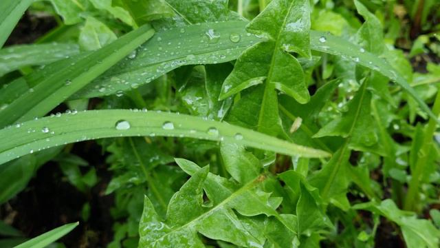 Роса смотреть онлайн