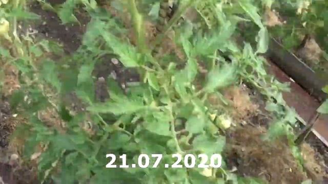 Томат Кэтрин один из самых урожайных 2020 смотреть онлайн