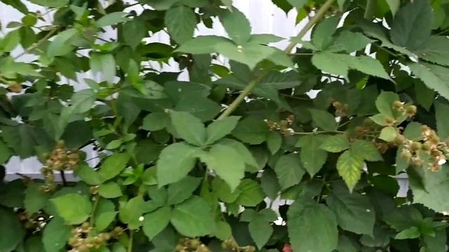 Ежевика Логанберри - скоро соберу ведро ягод смотреть онлайн