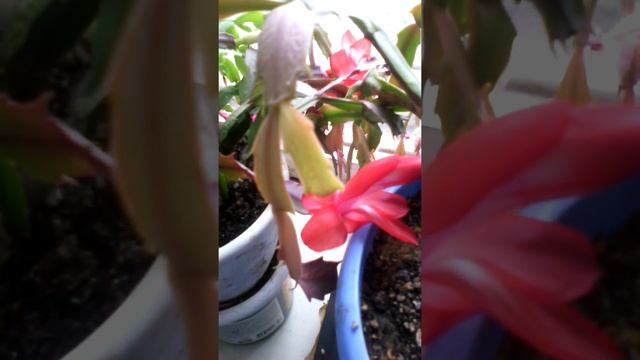 Разнообразие цветов "Декабристов"! смотреть онлайн