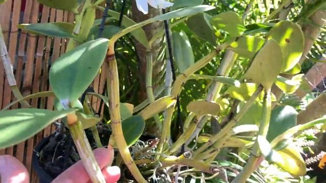 C. loddigesii. 3 Разных Варианта. Pot Hsinying Pink Doll. Кукольный Гибрид Каттлеи.Поливать на Ночь смотреть онлайн