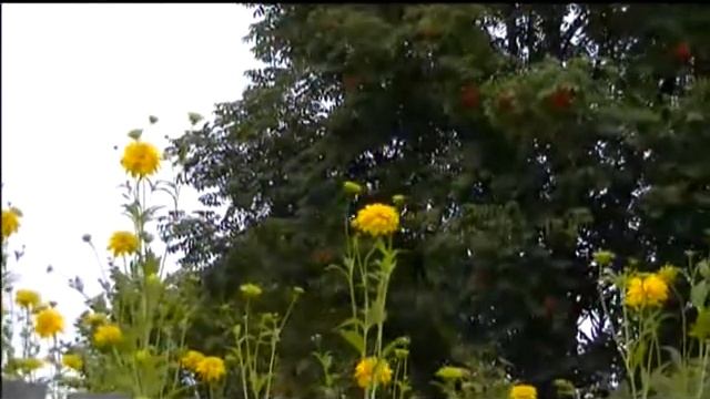 Вальс цветов смотреть онлайн