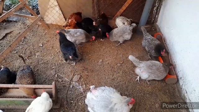 Почему куры не несут Яйца?//Яйца круглый год!//Как определить яйценоскость кур?Chickens on the farm смотреть онлайн