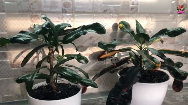 КРОТОН - плюсы ФОРМИРОВОЧНОЙ ОБРЕЗКИ. Обзор кротонов Mammie, Goldstar Selecta, Wilma и Gloriosa. смотреть онлайн