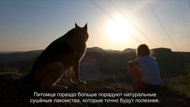 Почему собакам и кошкам нельзя шоколад? смотреть онлайн