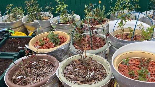 Посадила новые розы в кашпо! Внесла удобрения для роз! смотреть онлайн