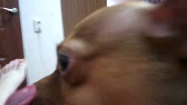 Смешной той терьер смотреть онлайн