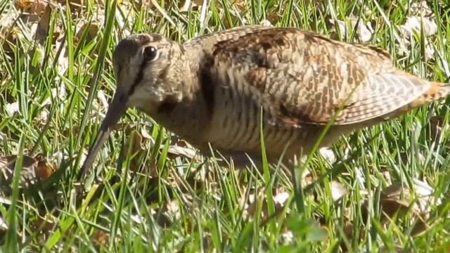 Вальдшнеп смотреть онлайн