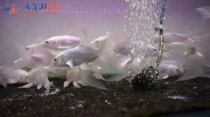 ?Aquass - Карп Кои платиновый Огон (Koi Carp Ogon)