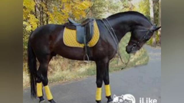 что нужно знать прежде чем покупать лошадь 🐴 смотреть онлайн