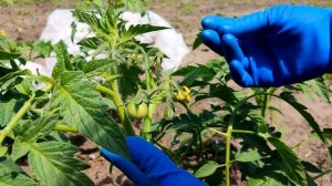 Удаляем пасынки у низкорослых томатов?. Формируем кусты томатов!