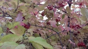 Калина в саду: выращивание, уход и полезные свойства.