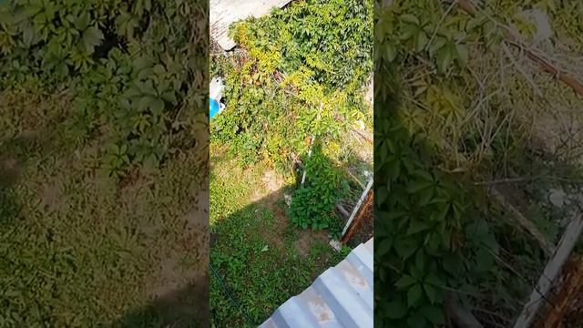 Кто-то накосячил с крышей смотреть онлайн