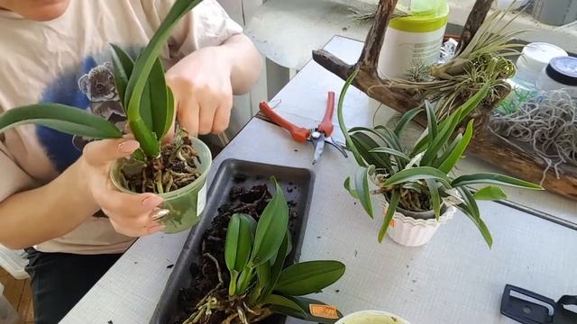 Пересадка и деление каттлеи смотреть онлайн