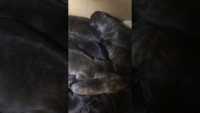 Щенки Кане Корсо видео. Puppies of cane Corso video смотреть онлайн