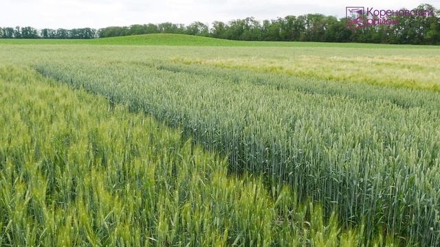 Кореновск. Новые сорта и гибриды сельхозкультур выращивают в Кореновском районе. смотреть онлайн