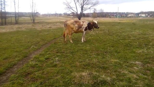 Первый выгул коров 2017.23.04. смотреть онлайн
