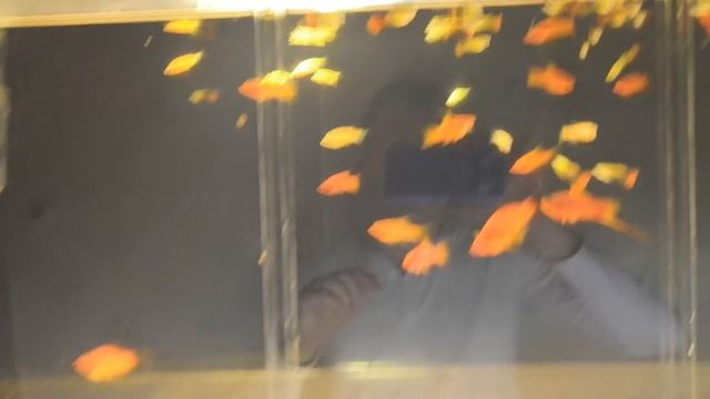 Когда родит рыбка? смотреть онлайн