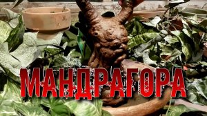 МАНДРАГОРА. МИСТИЧЕСКИЕ СВОЙСТВА КОРНЯ И ПОВЕРЬЯ