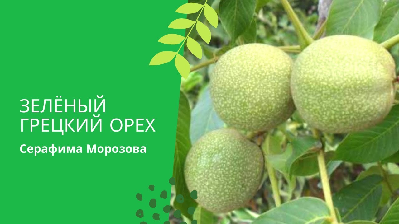 Зелёный грецкий орех - заготовки для здоровья.mp4 смотреть онлайн