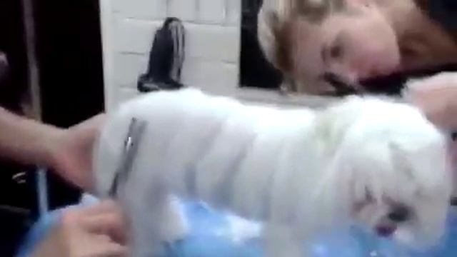 Как стригут в зоосалоне смотреть онлайн