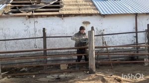 Раскол для фиксации КРС и лошадей своими руками.