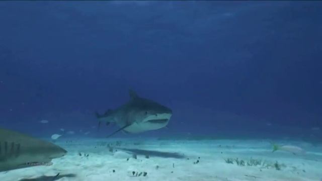 Тигровая. Флорида смотреть онлайн