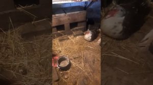 можно ли закладывать утиные и куриные яйца в один инкубатор?