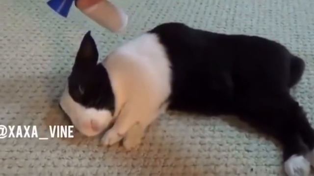 САМЫЕ СМЕШНЫЕ КОТЫ И ДРУГИЕ ЖИВОТНЫЕ 2018 смотреть онлайн